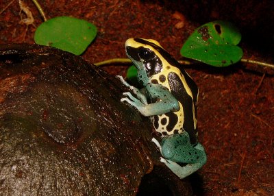 Patrisha Poison Dart Frog Gallery