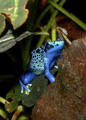 Blue Poison Dart Frog Gallery