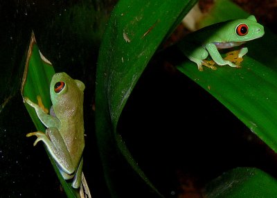 Red Eyed Tree Frogs