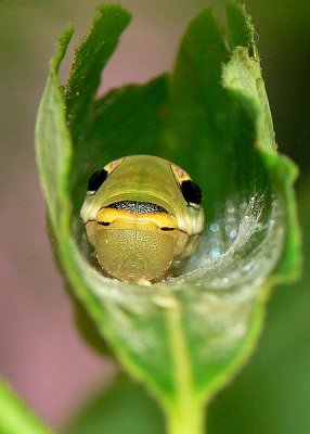 Spicebush Swallowtail Caterpillar