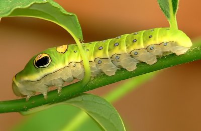 Spicebush Swallowtail Caterpillar