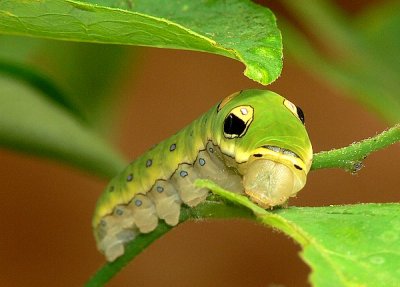 Spicebush Swallowtail Caterpillar