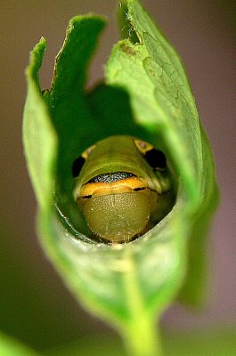 Spicebush Swallowtail Caterpillar