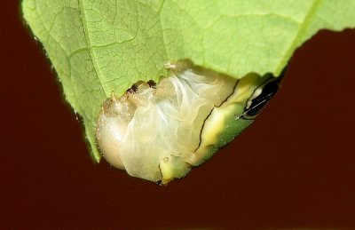 Spicebush Swallowtail Caterpillar