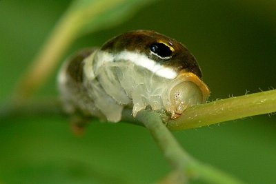 Spicebush Swallowtail Caterpillar