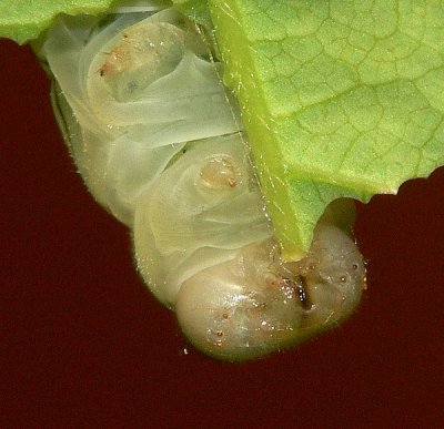 Spicebush Swallowtail Caterpillar