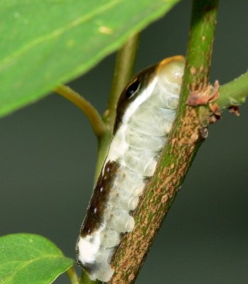 Spicebush Swallowtail Caterpillar