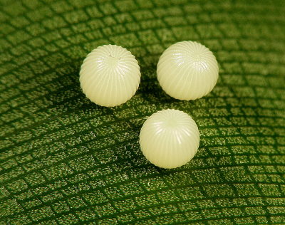New Owl butterfly eggs