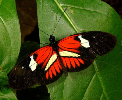 Butterfly Longwing Family