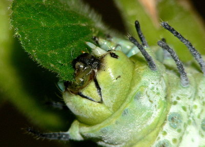 Atlas moth caterpillar feeding