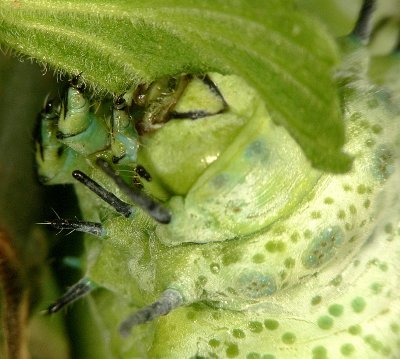 Atlas moth caterpillar feeding