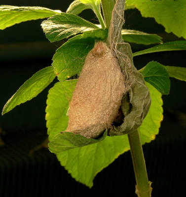 Atlas moth cacoon