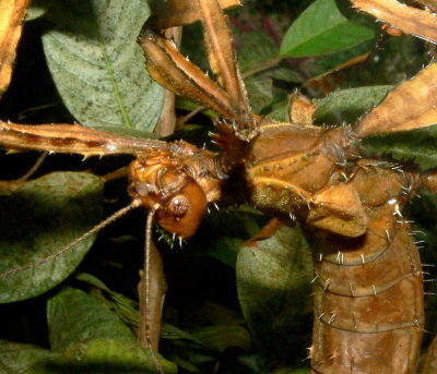 Australian Walking Stick (Female)