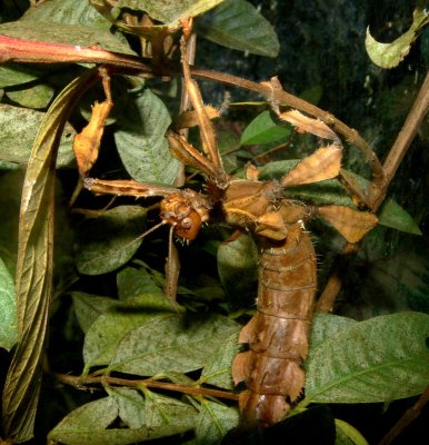 Australian Walking Stick (Female)