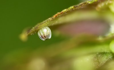 Butterfly Egg Not Hatched
