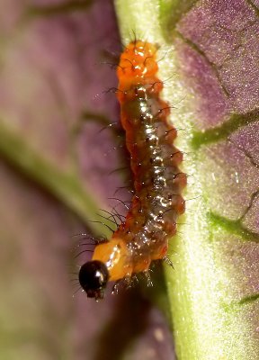 Caterpillar - Chocolate Pansy (Soldier)