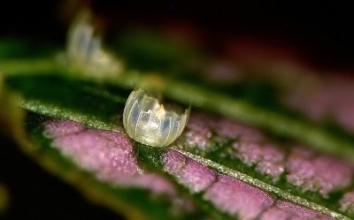 Empty butterfly egg case