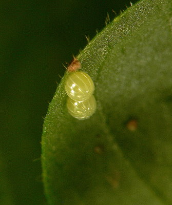 Butterfly Eggs - Malachite