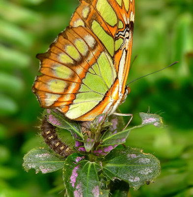 Malachite Butterfly & Chocolate Panzy larva