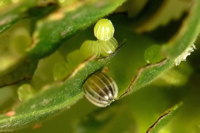 Butterfly egg developing
