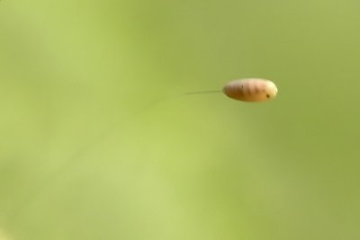 Lacewing Egg Developing