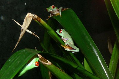 Red-eyed tree frogs <))