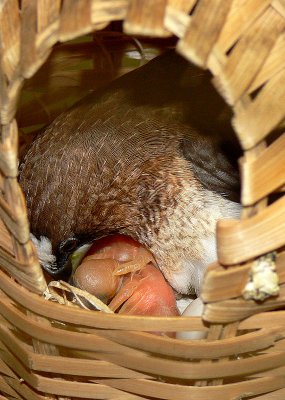 Finch hatchlings - 1st Week