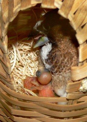 Finch hatchlings - 1st Week