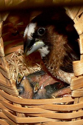 Finch hatchlings - 2nd Week