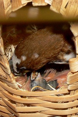 Finch hatchlings - 2nd Week