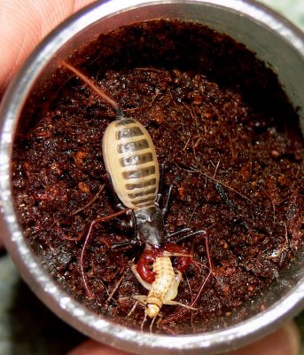 Vinegaroon scorpion with Cricket
