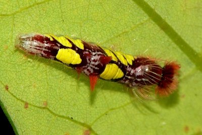 Blue Morpho Caterpillar - 3rd Instar