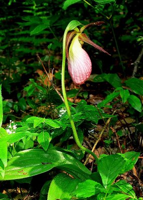 Lady Slipper