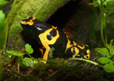 Yellow Poison Dart Frog Gallery