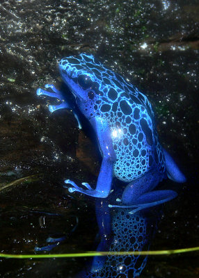 Poison Blue Dart Frog