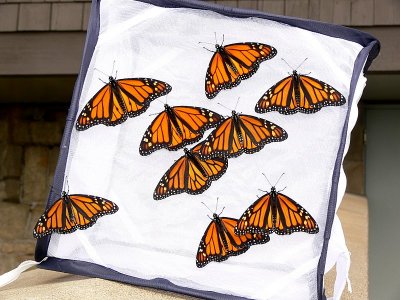 Monarch Release - 4 male / 5 female