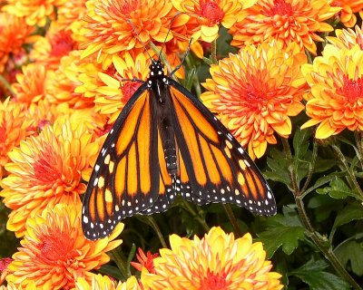 Monarch Release - female