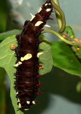 Golden Birdwing Caterpillar