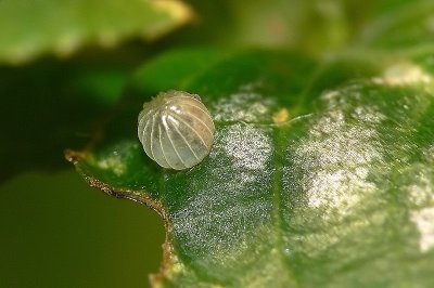 Chocolate Pansy Butterfly Egg