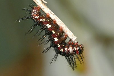 Julia Caterpillar