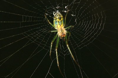 Venusta Orchard Spider - under