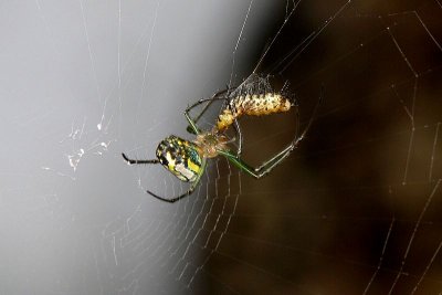 Venusta Orchard Spider with caterpillar