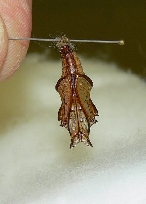 Chrysalis - Common Sergeant