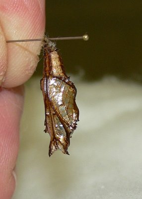 Chrysalis - Common Sergeant