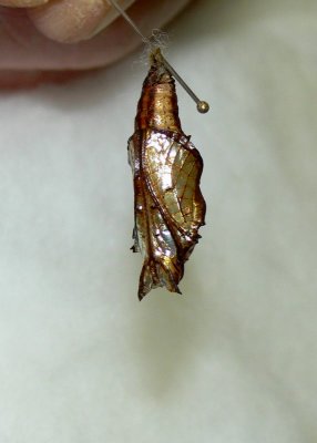 Chrysalis - Common Sergeant