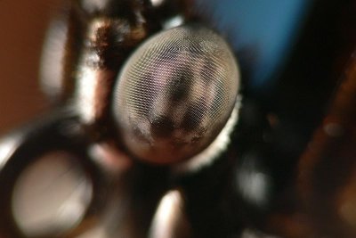 Butterfly compound eye