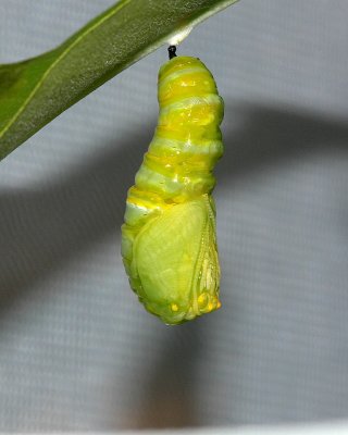 g6/36/323836/3/75289184.HSoHHEb3.jpg