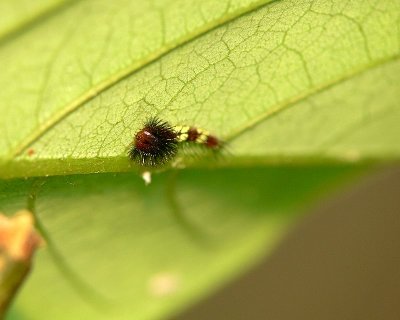 New Blue Morpho Caterpillar