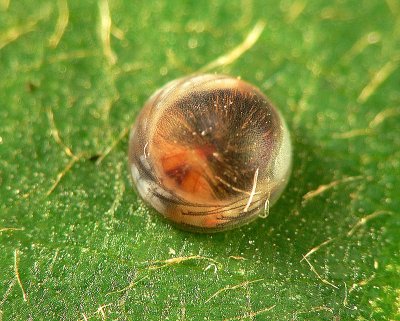 Blue Morpho Egg