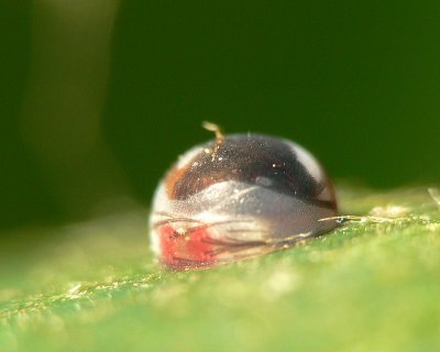 Blue Morpho Egg